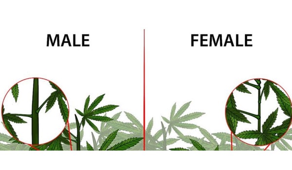 Identifying the sex of your plants
