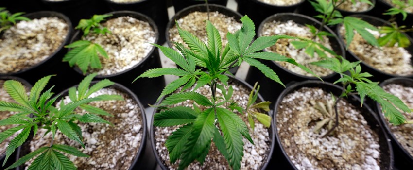 Where should I grow marijuana?