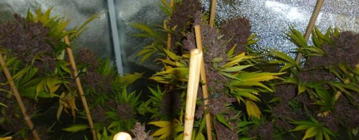 How to grow purple marijuana?