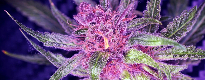 Purple Marijuana