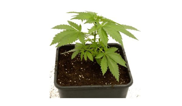 30 day old marijuana plant