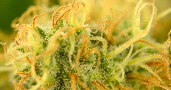 70-90% of the pistils are brown – Ready for harvest. Taste and effect are at their peak. You’ve reached maximum weight