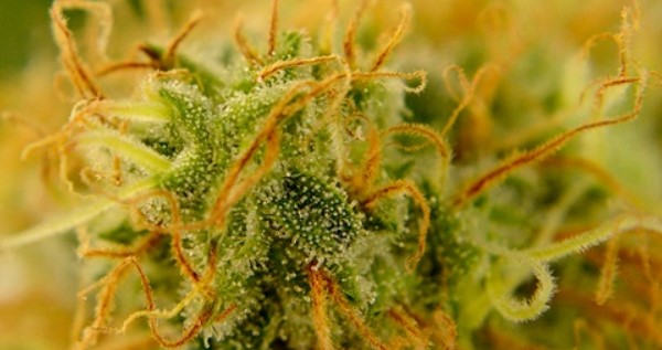 90-100% of the pistils brown – Almost too late for harvest. Taste is heavy and the effect is narcotic. Harvest right away and don’t wait any longer