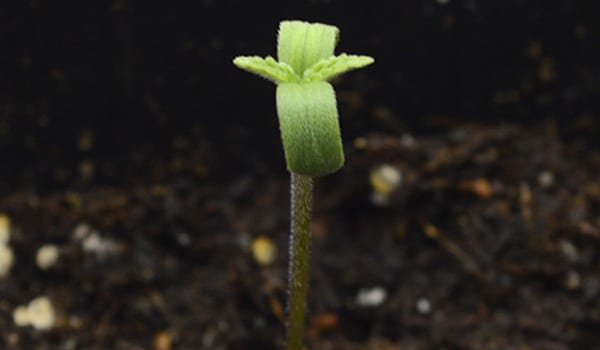 Cannabis seedling sprouting