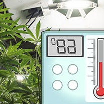 Cannabis temperature