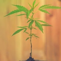 Grow Just One Marijuana Plant at Home