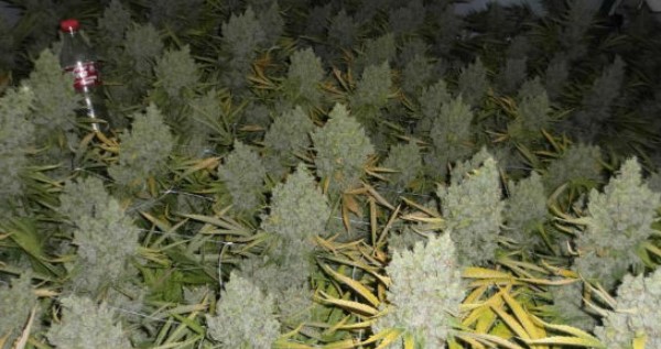 Grow monster buds with CO2