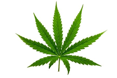 Hybrid cannabis leaf