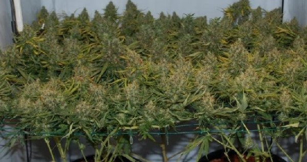 Just two plants can grow many big buds with scrogging