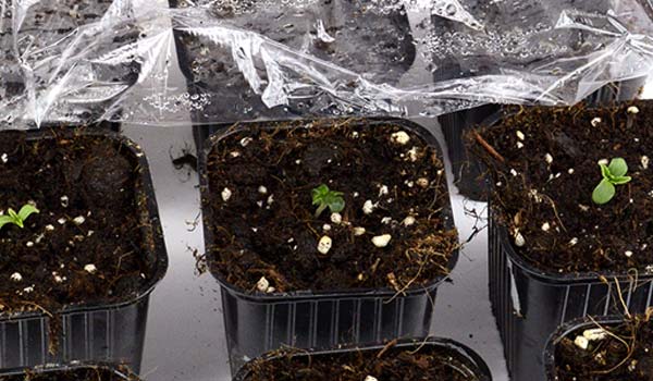 Keep the marijuana grow environment optimized