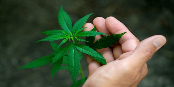 Know when to move marijuana plants outdoors