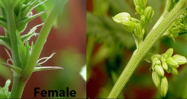 Male vs female cannabis buds