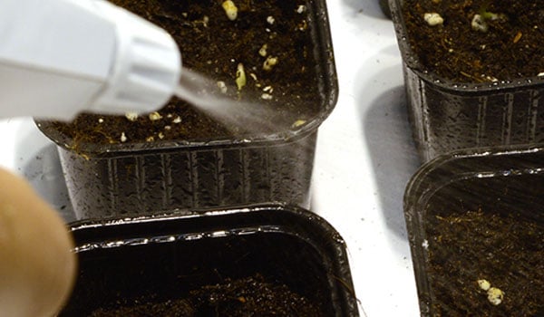 Moisten the soil with plant sprayer