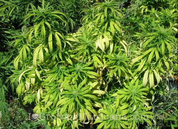 Nitrogen is a great nutrient for huge buds in marijuana plants