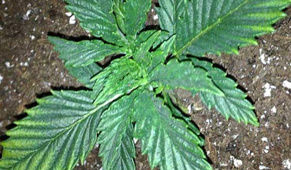 Nutrient toxicity seedlings cannabis
