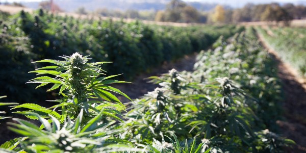 Outdoor cannabis growing is more environment-friendly
