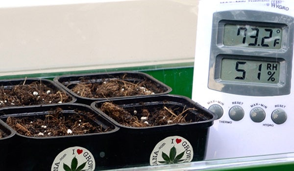 Place marijuana pots 2 inches below CFL tube