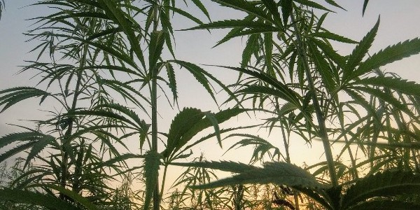 Planting marijuana outdoors