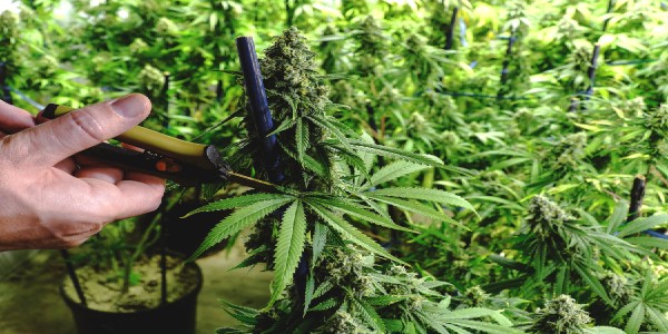 Pruning cannabis plants