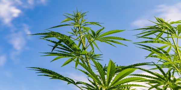 The effect of latitude on marijuana plants