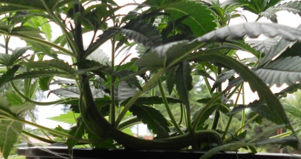 Train your plant for bigger buds