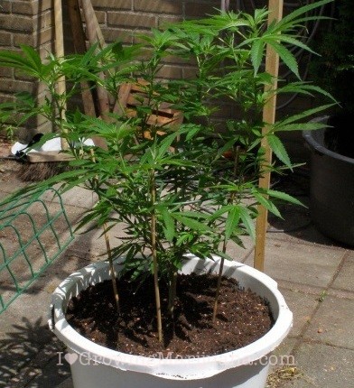 Planting cannabis in container