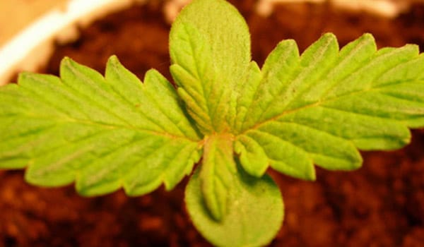 deficiency seedlings cannabis