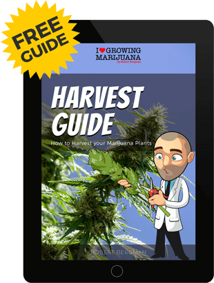 marijuana harvesting guide