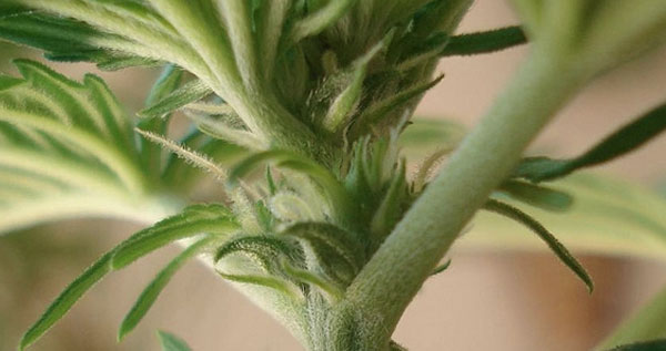 Hermaphrodite Weed Plant
