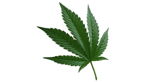 indica marijuana type leaf