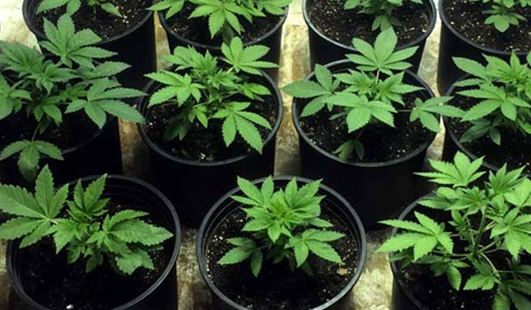 vegetative stage cannabis