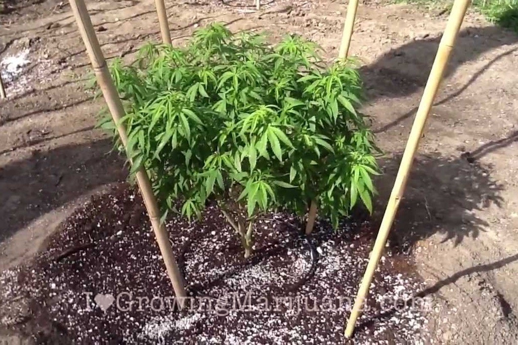 Outdoor cannabis growing basic soil requirements 