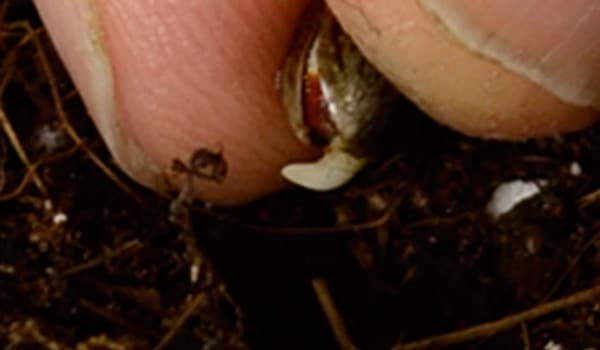 plant cannabis seeds in soil