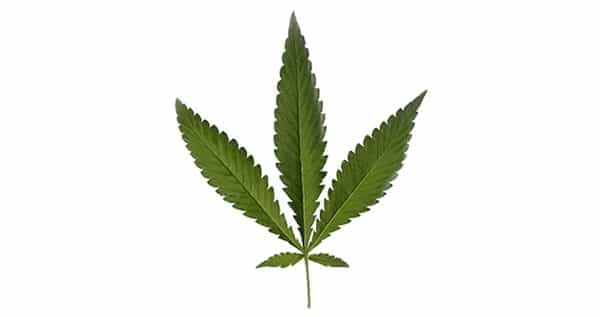marijuana type Runderalis Leaf
