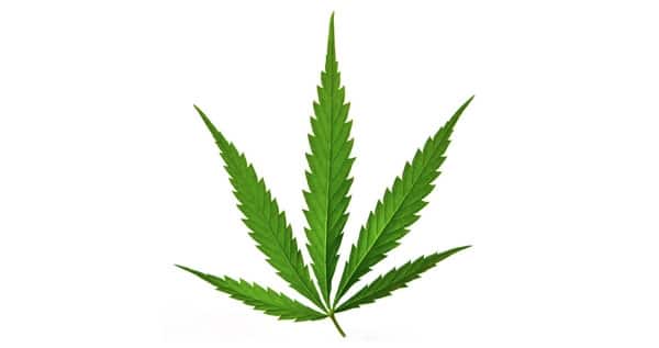 marijuana type cannabis sativa