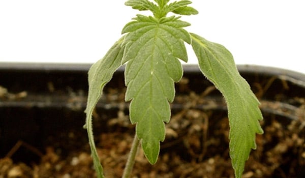 underwatering cannabis seedlings
