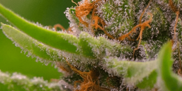 Strawberry Cough Effects