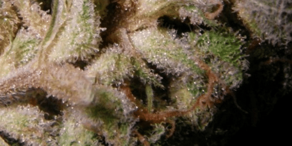 Strawberry Cough Fragrance
