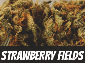 strawberry-fields