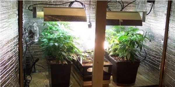 The Benefits of Indoor Cannabis Cultivation - Hygiene