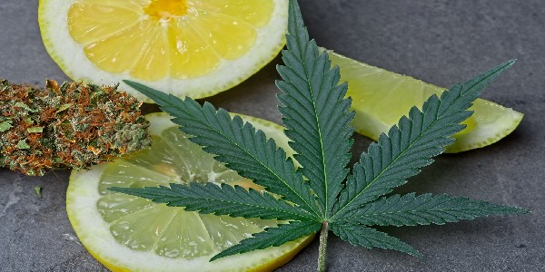 Terpenes affect cannabis flavor
