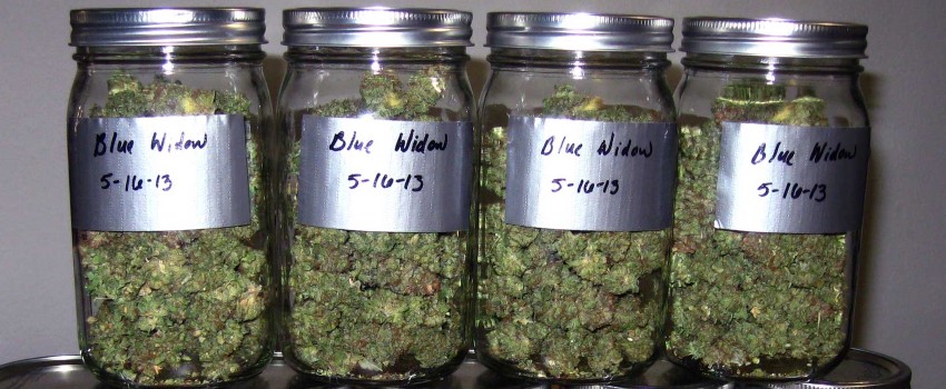 Curing Marijuana in Jars