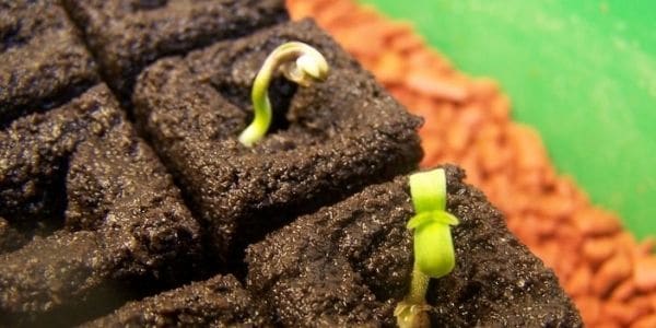 Grow weed from seeds