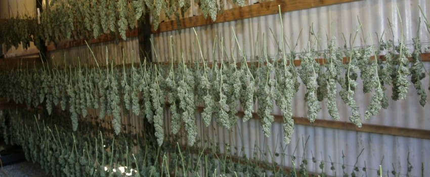 Hanging Your weed Buds