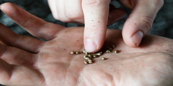 Identify high-quality marijuana seeds