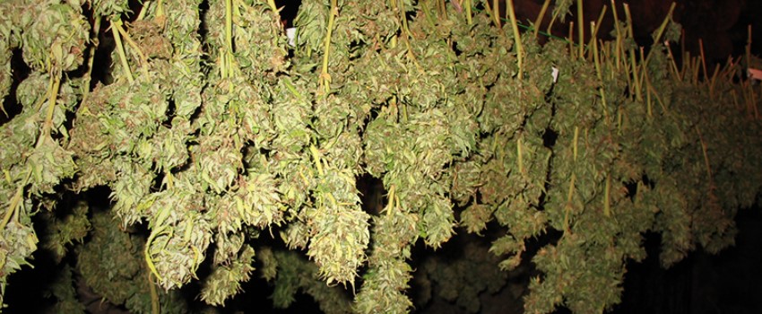 Other Air-drying methods for marijuana plants