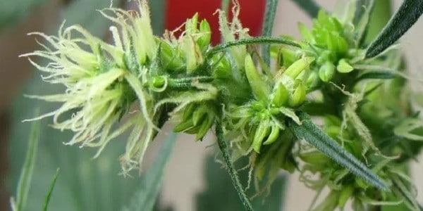 A pollinated cannabis bud