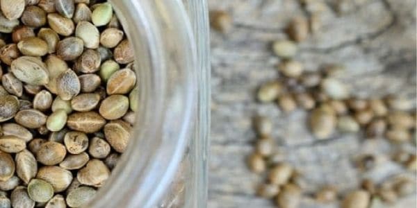 Preserve and treat cannabis seeds with extra care