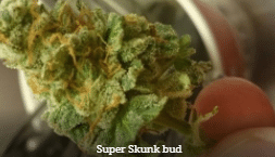 Super Sour Skunk