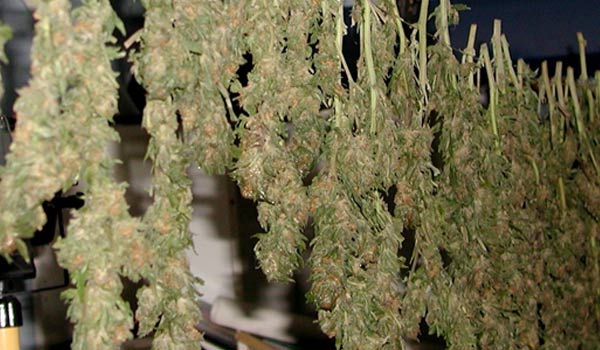 drying cannabis strains